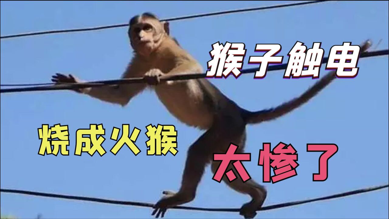 动物触电瞬间猴子作死爬上高压线瞬间被烧成火猴太惨了