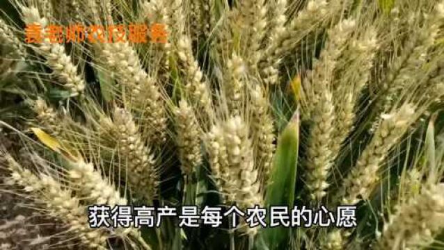 小麦要想亩产1500斤,做好这五点是关键,前两点播种前就要做