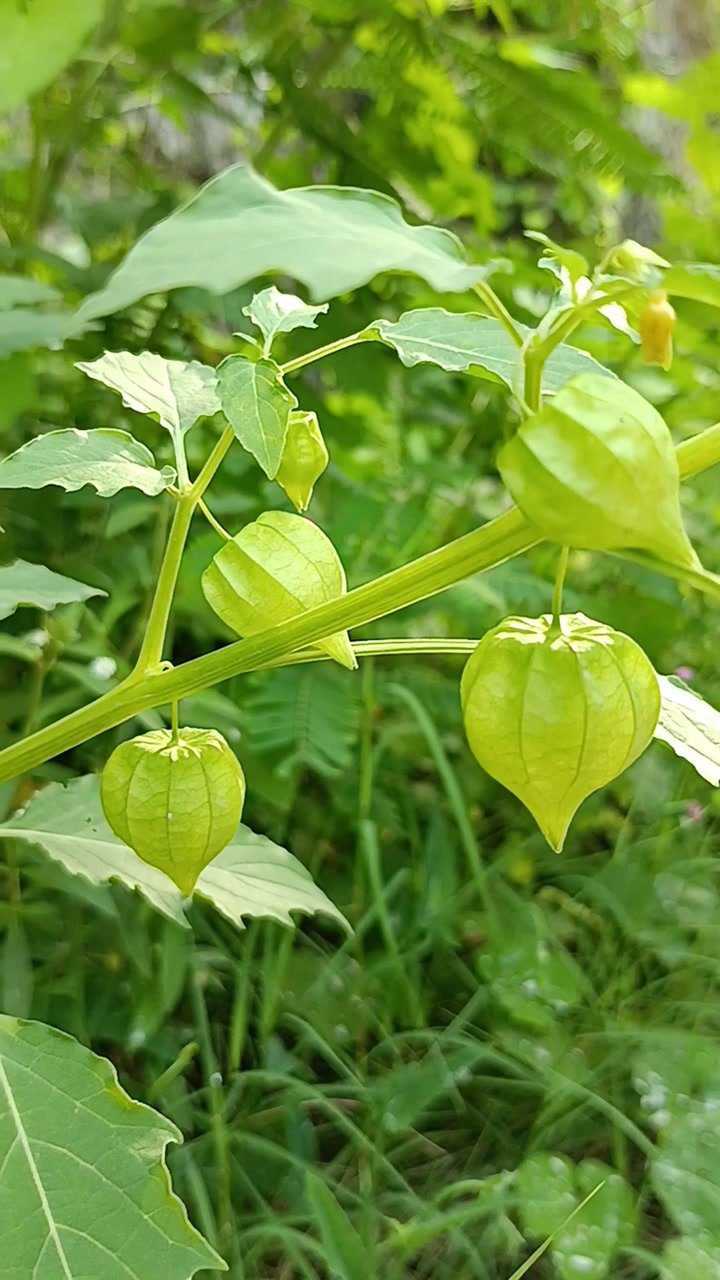 灯笼果糖葫芦图片