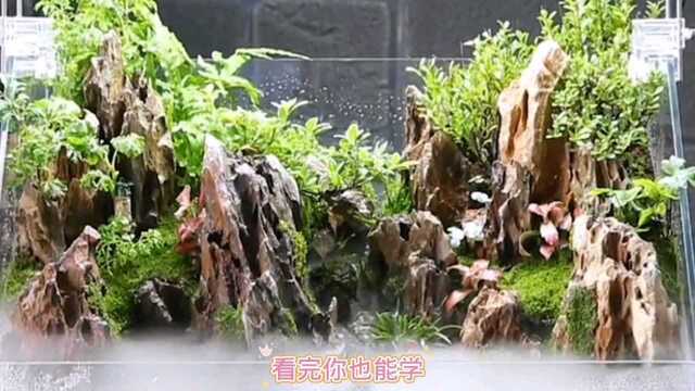 水陆缸无保留制作过程看了你也可以学会