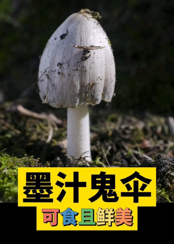 墨汁鬼伞,可食,味道好