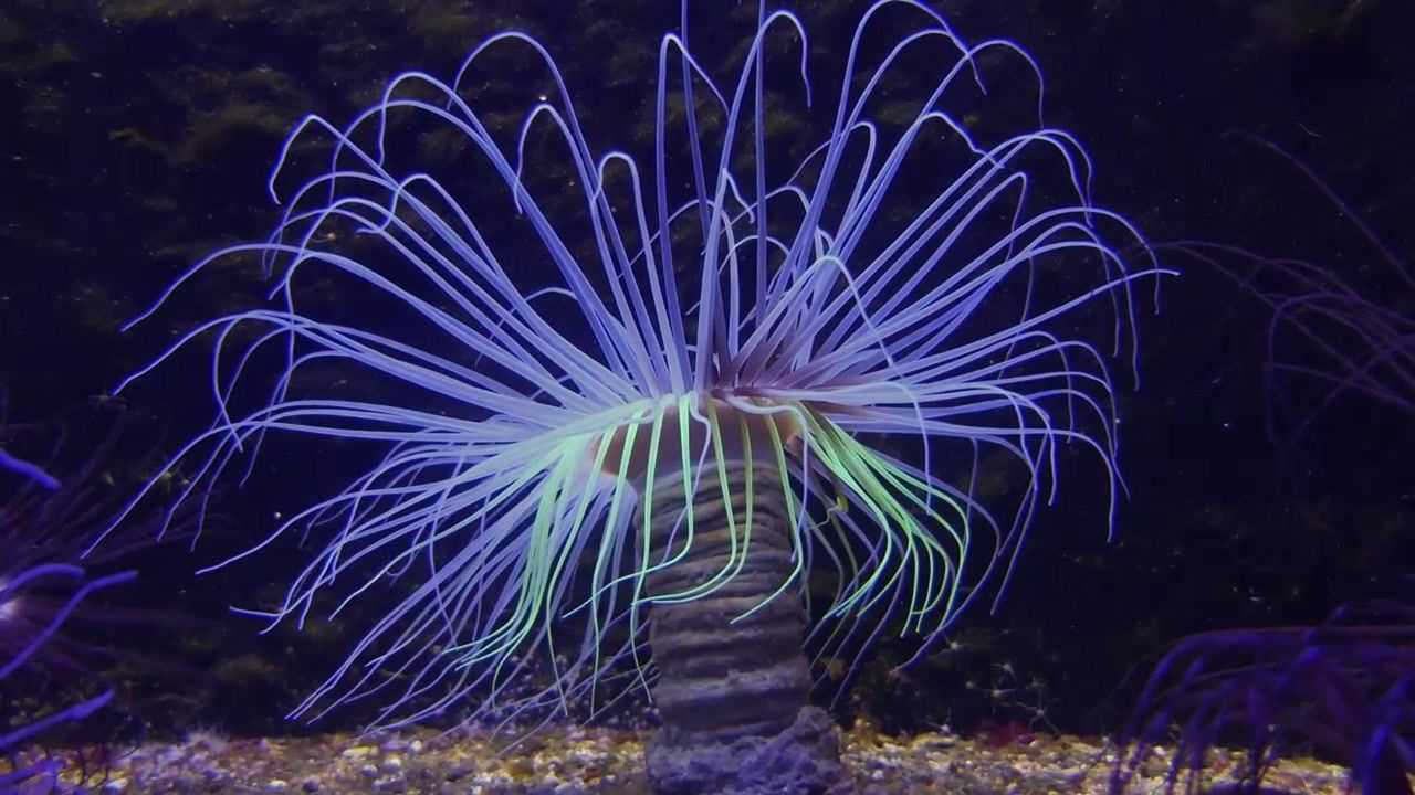 1000多米的海底里,发现神秘的发光生物,外形似妖怪_高清1080P在线观看平台_腾讯视频