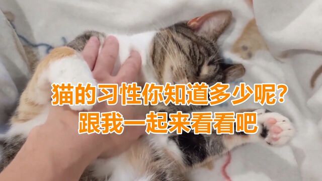 猫的习性你知道多少呢?跟我一起来看看吧 #知识ˆ’知识抢先知#