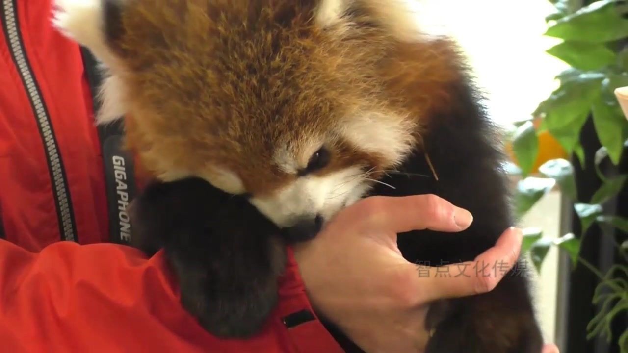 小熊猫打喷嚏的样子,太可爱了,简直和小朋友一模一样