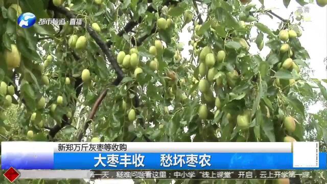 新郑大枣丰收,眼看烂地里愁坏枣农,又脆又甜真可惜