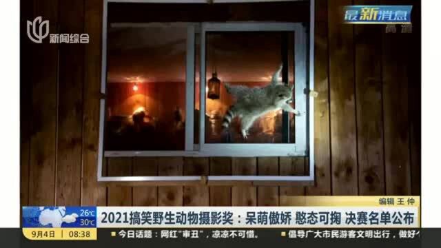 2021搞笑野生动物摄影奖:呆萌傲娇 憨态可掬 决赛名单公布