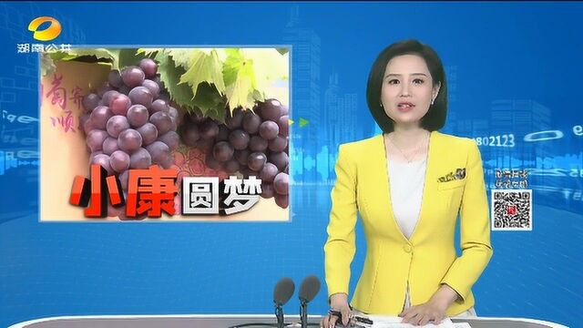 2021”云上葡萄采摘节“开摘啦!