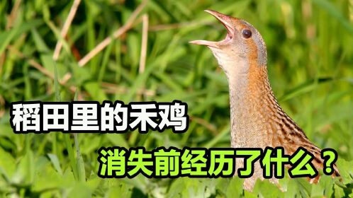 稻田里常见的禾鸡,如今却难觅踪影,突然消失的背后发生了什么?
