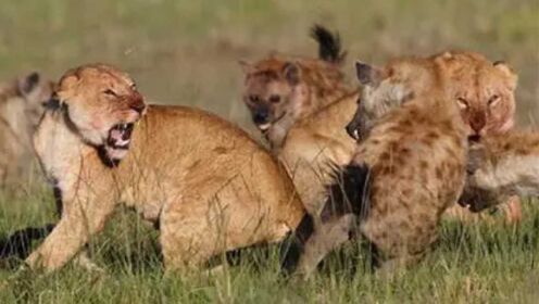 狮子大战鬣狗群，狮子家族在聚餐，饥饿的鬣狗抱团进行抢夺