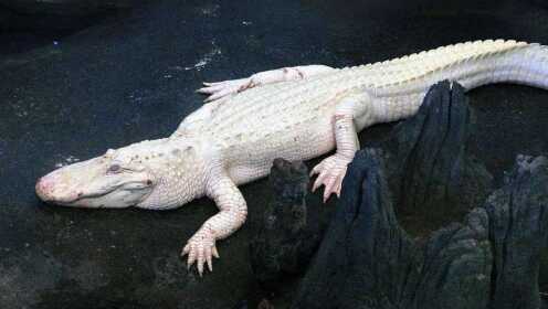 罕见的白色鳄鱼，每条价值上亿美金，全球仅有20条