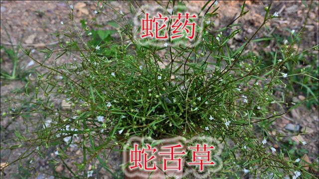 蛇药“白花蛇舌草”植物,生活中能帮助很多人,您是否认识它?