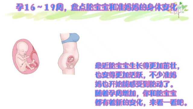 《育儿百科》孕16~19周,盘点胎宝宝和准妈妈的身体变化