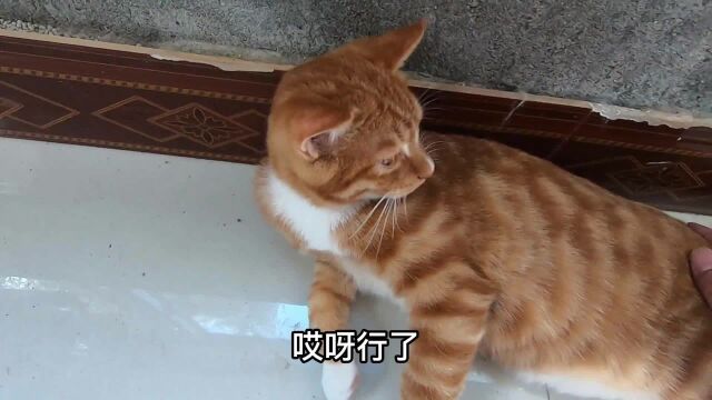 捡猫要慎重啦,找领养真的太难了