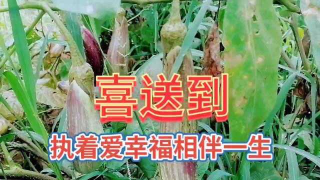 农村茄子绿色食品美景,欣赏到原生态的绿色蔬菜,心情格外的愉快