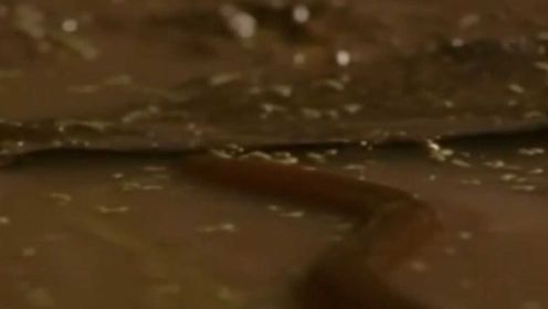 沼泽地里，管蛇缠住鳗鲡的身体，奥斯丁目睹了这一幕！