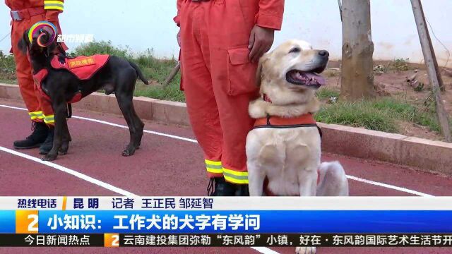 小知识:工作犬的犬字有学问