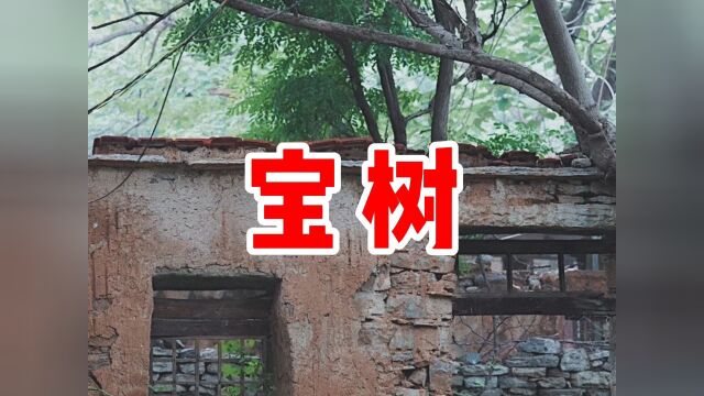 民间故事《宝树》