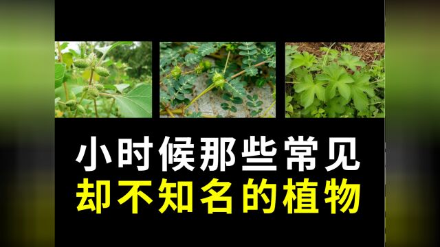 小时候常见却不知名的植物