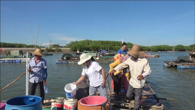 韶关网友一家来玩,小池带着水东湾,还把其他渔民的海货全买光了