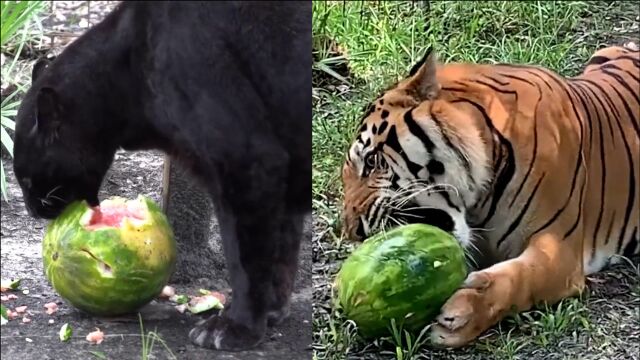 大猫们会吃瓜吗?测试后得出结论:没有生物能抵挡西瓜的诱惑