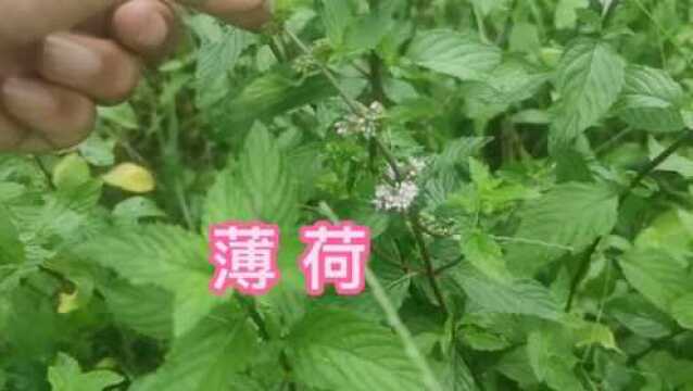 薄荷全身都是宝,除了泡水喝,这三大用途太有用了,你知道吗?