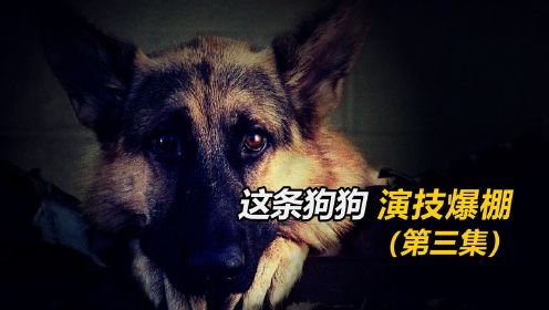 狗狗跳楼，警长却不敢，被狗狗鄙视之后跳了，结果却没跳过去！