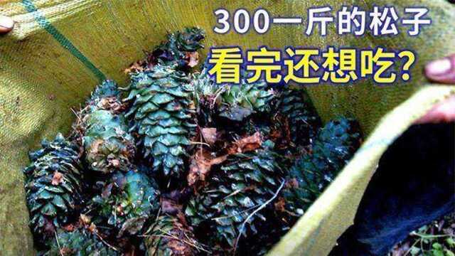 300一斤的松子,一天爬20多棵30米高的树,看完还想吃吗?