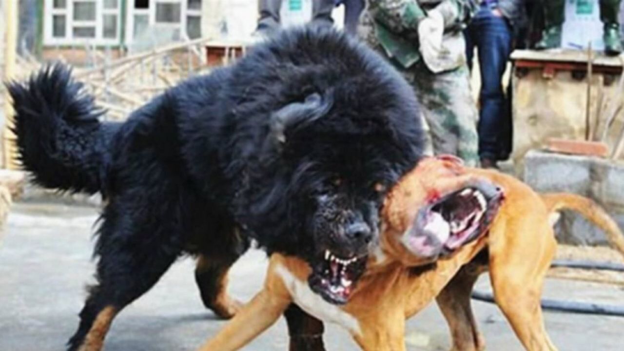 美国最狠恶犬对中国藏獒,镜头记录激烈全程,真的惹不起!_高清1080P在线观看平台_腾讯视频