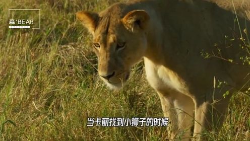 纪录片：9.5分史诗动物纪录片，十分钟速看传奇母狮卡丽的故事！3