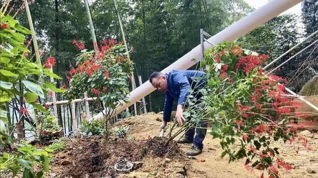 小伙打造石屋,花园新规划,这样感觉好看多了!