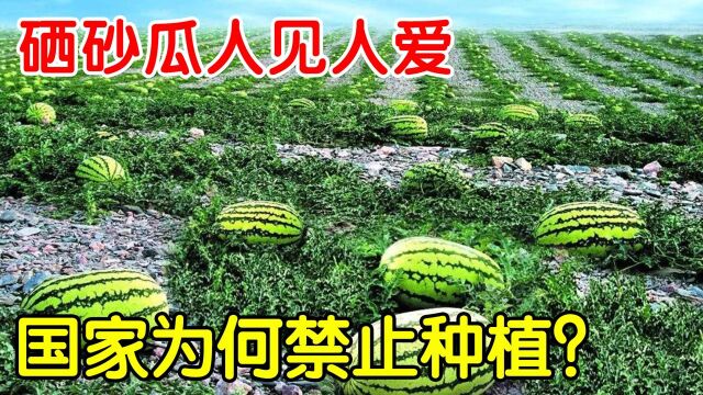 “硒砂瓜”号称沙漠抽水机,创造25亿元的产值,为何被国家禁用?