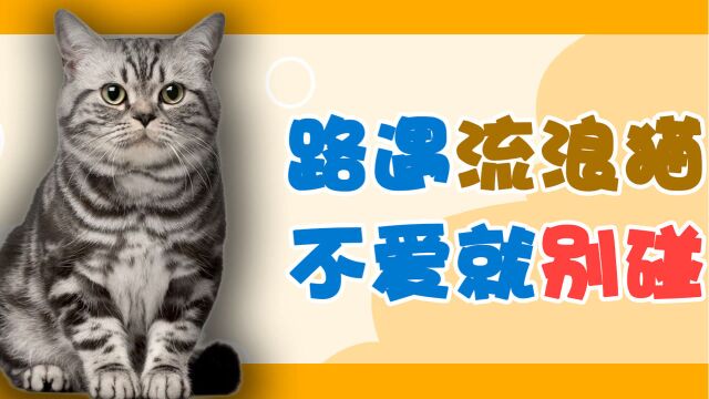 流浪猫粘人是它的错?请打醒它!#流浪猫#关爱流浪猫