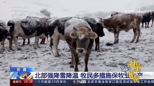 寒潮来袭!新疆北部强降雪降温,牧民多措施保牧业生产