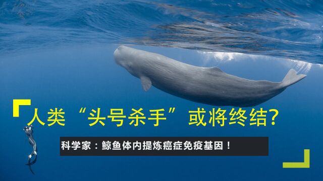 人类“头号杀手”或将终结?科学家:鲸鱼体内提炼癌症免疫基因!