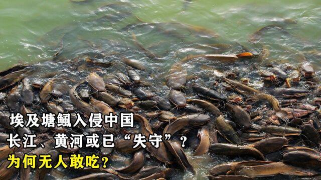 埃及塘鲺入侵中国,长江、黄河或已“失守”?为何无人敢吃?