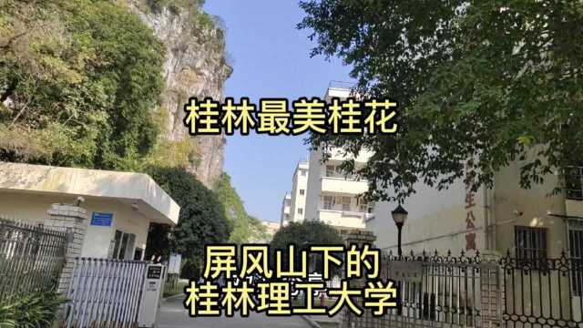 桂林山水最美桂花,屏风山下的桂林理工大学