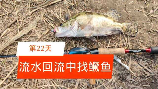 路亚野钓,流水回流找鳜鱼,第22天