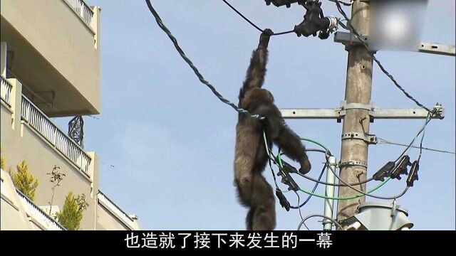 高压危险!大猩猩偷跑去电缆上蹦迪,结果悲剧了!