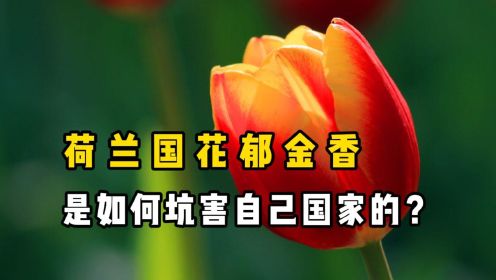 [图]植物界的劳斯莱斯，荷兰国花“郁金香”，曾让荷兰陷入经济危机