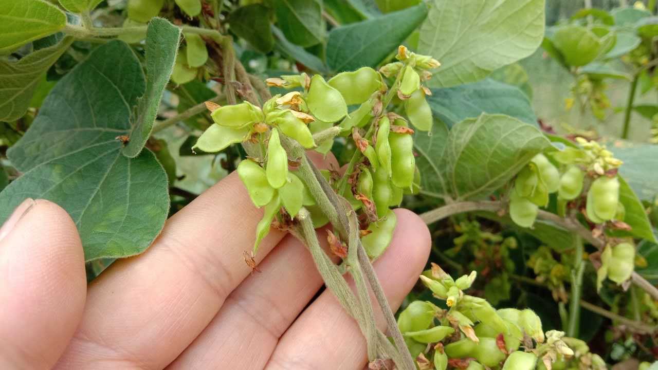 世外桃源般的地方生长着山黑豆煮水泡脚祛风除湿