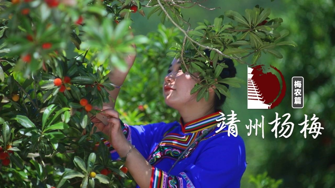 印象靖州 | 梅农带您了解靖州名片 靖州杨梅