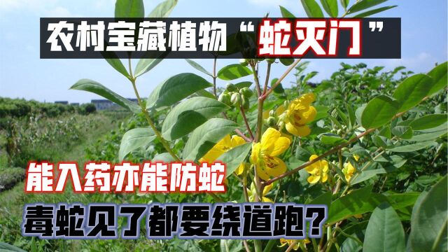 农村宝藏植物“蛇灭门”,能入药亦能防蛇,毒蛇见了都要绕道跑?