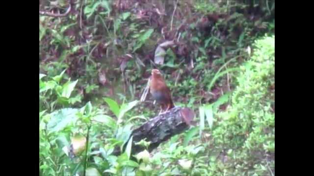 实拍野生画眉鸣叫,声音悦耳动听,比竹鸡叫声好听多了