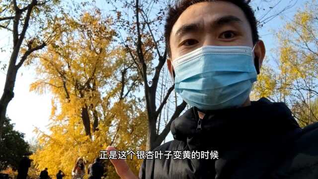 探寻上海8株千年古树之,0001号古银杏树,树龄1200年了,位于嘉定区古树公园内……