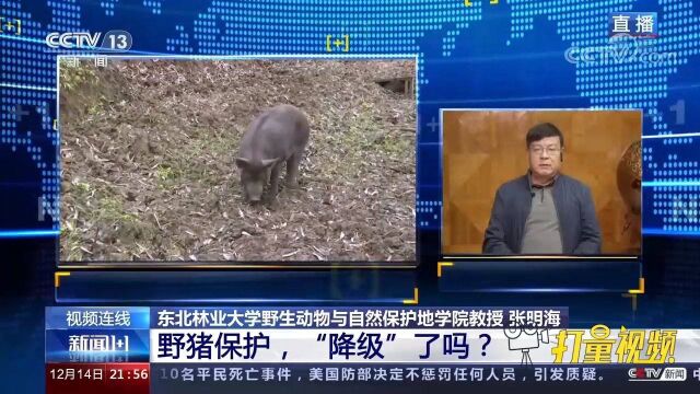 为什么野猪被移除出“三有”动物名录?权威解读来了