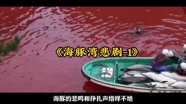 海豚湾的悲剧