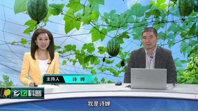 2021第100期《乡约科普》闽北高山食用吊瓜高产高效栽培技术