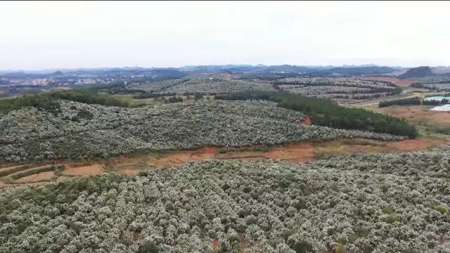 视频丨新田:万亩油茶花如雪花般竞相绽放