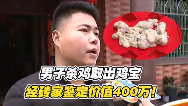 男子杀鸡取出鸡宝,中院考古研究所鉴定价值400万!这是要发了?