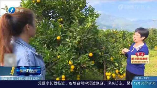 “老品新种”线橙喜迎丰收!球生菜收获上市 热销全国各地!